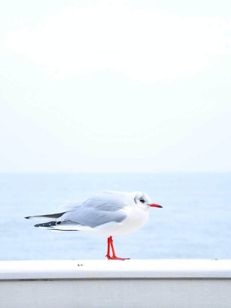 Demo product image — to be replaced with commissioned photography